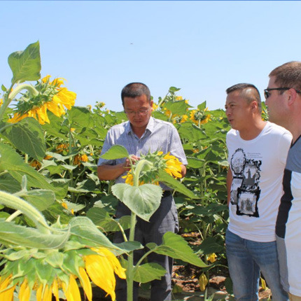 稳步扩展，SH361品种销量增长40%