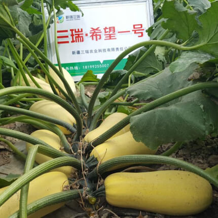 联名创收，西葫芦新品亮相