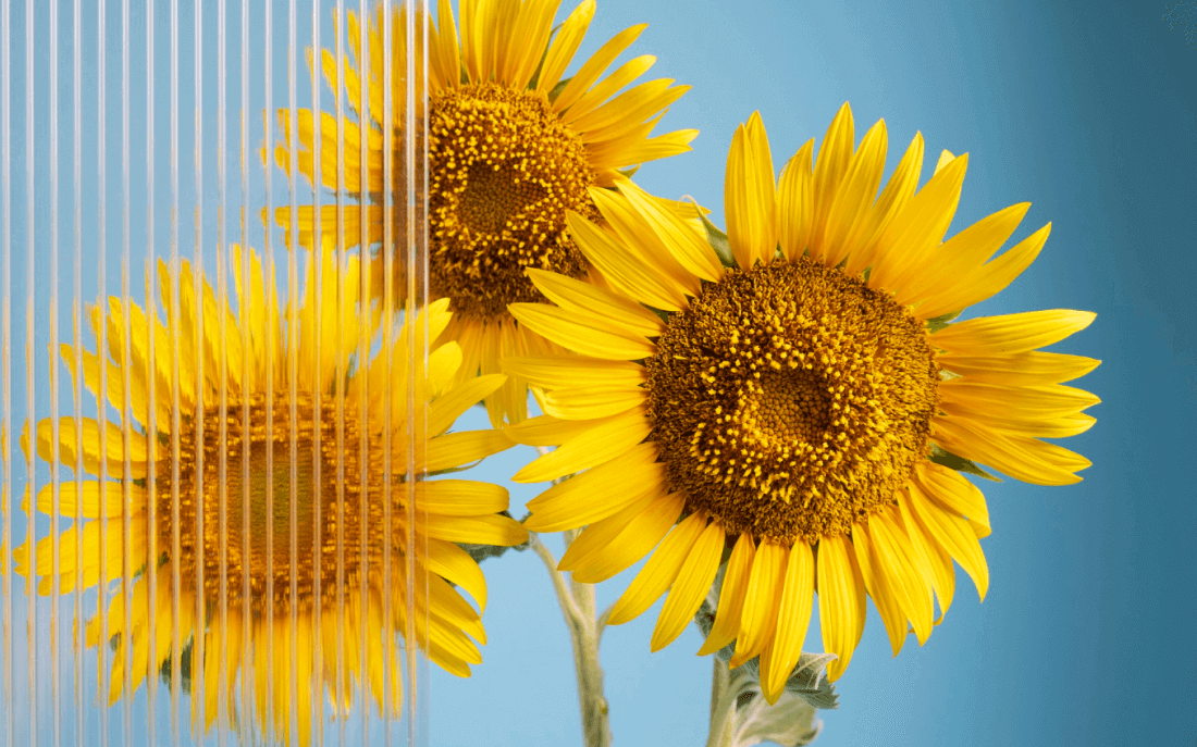 新疆三瑞荣获三瑞农科正宗SH363全国独家代理权——食葵界的历史颠覆