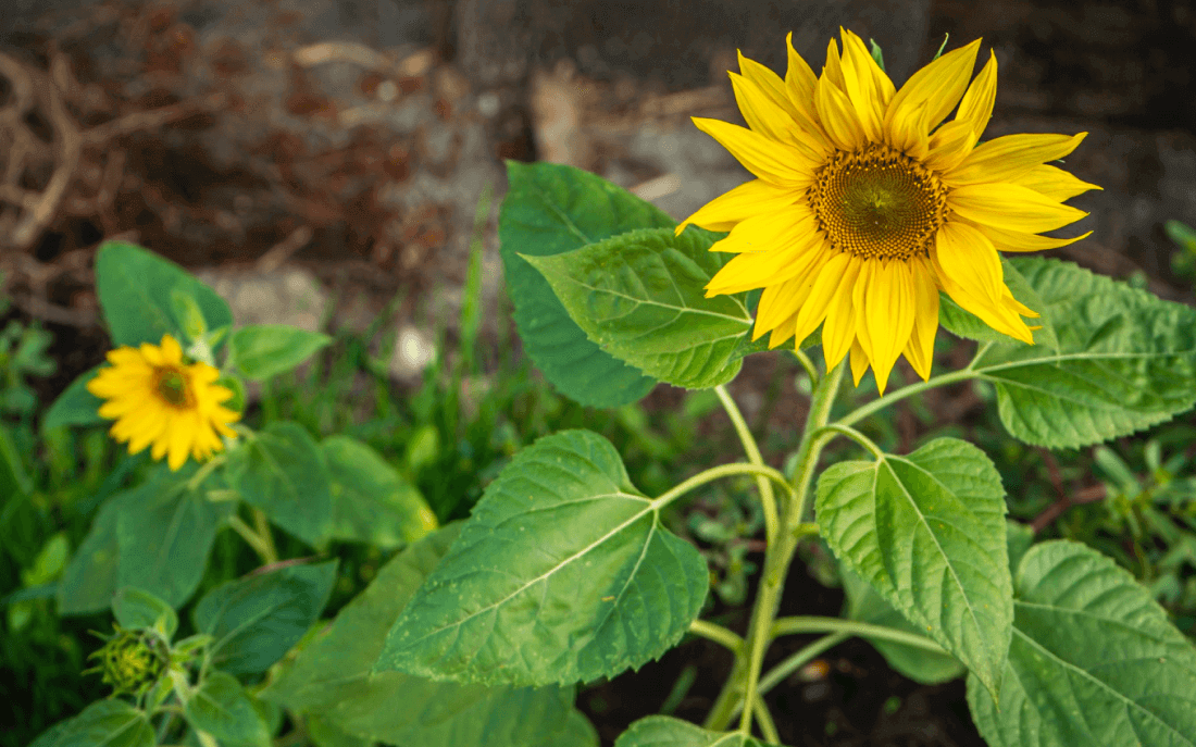 心系食葵产业，保障种子质量,三瑞品种质量提升研讨会紧密召开