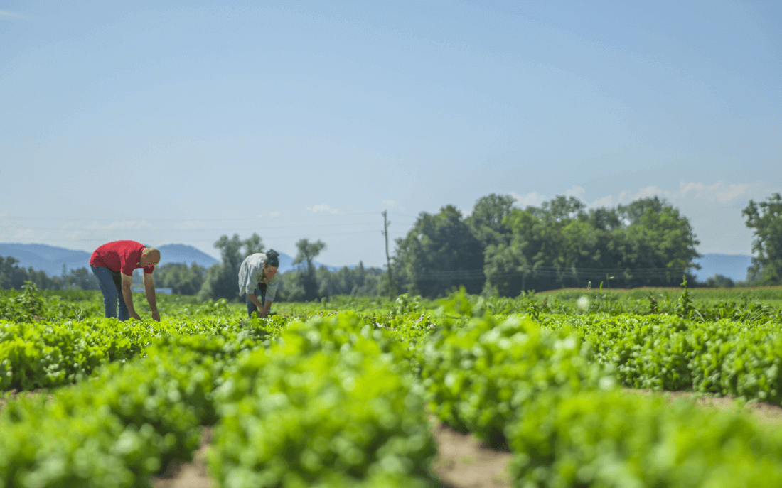 心系食葵产业，保障种子质量,三瑞品种质量提升研讨会紧密召开