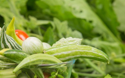 打籽西葫芦行业精英云集新疆三瑞，为葫芦种植户带来哪些优势？