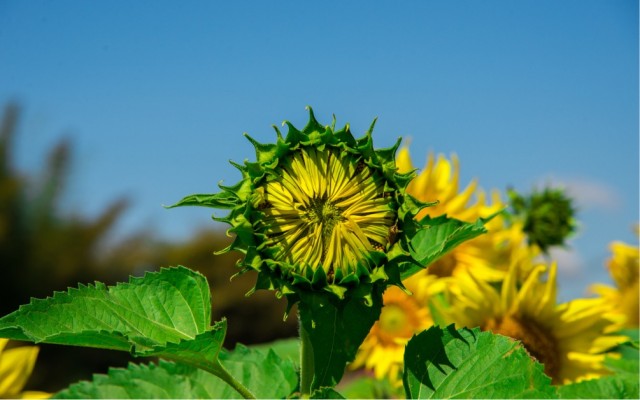 打籽西葫芦行业精英云集新疆三瑞，为葫芦种植户带来哪些优势？