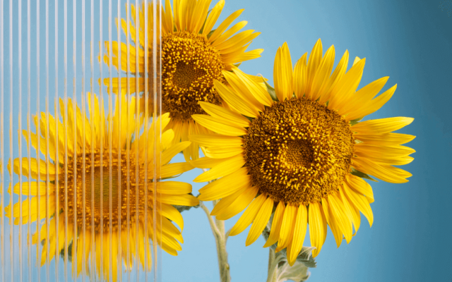 新疆三瑞荣获三瑞农科正宗SH363全国独家代理权——食葵界的历史颠覆