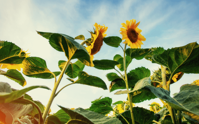 心系食葵产业，保障种子质量,三瑞品种质量提升研讨会紧密召开