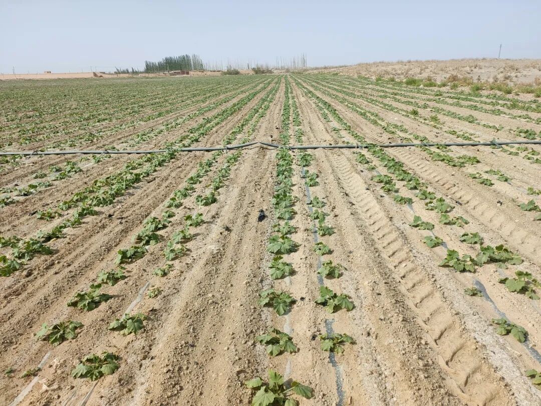 籽用葫芦如何规避封闭除草剂药害