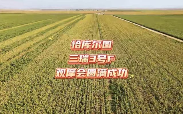 三瑞3号F：大颗粒 卖价高|恰库尔图镇现场观摩会圆满落幕！