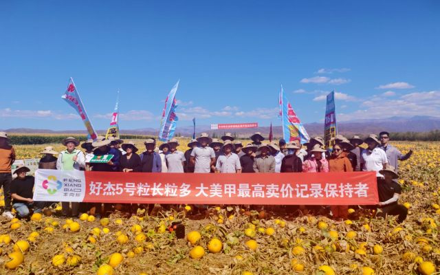 大美甲最高卖价纪录保持者|塔城好杰5号现场观摩会圆满结束！
