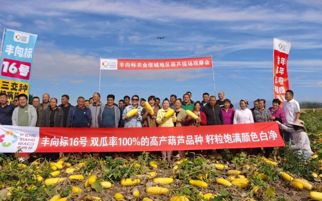 高产抗病瓜多，明年种它就对了 | 塔城额敏丰向标16号现场观摩会圆满落幕！
