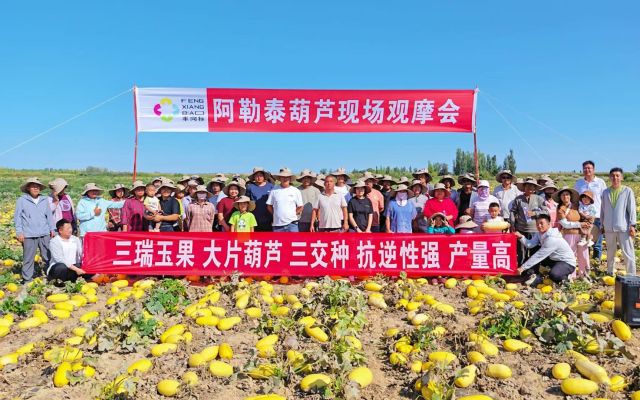 双品种同台，各有所长|北屯丰向标11号、玉果现场观摩会顺利结束！