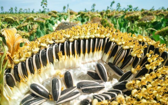 向日葵现蕾期田间怎么管，花盘才能大、籽粒才能饱？水肥药方案全在这