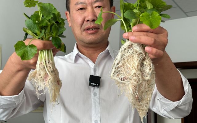 根系发达是农作物增产的关键，如何促进根系发达（一）