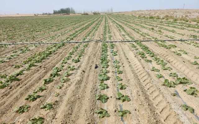 籽用葫芦如何规避封闭除草剂药害