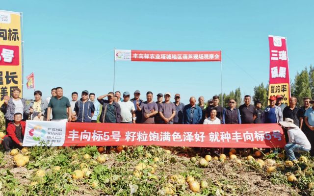 田间见真章，良种赢认可|塔城额敏县丰向标5号现场观摩会圆满落幕！