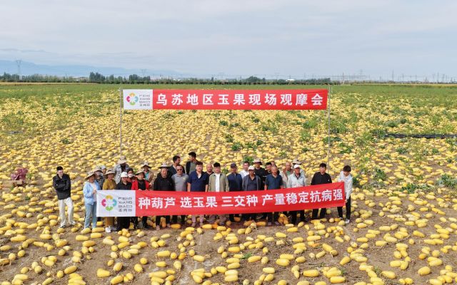 大片率 60%  种着很稳当|乌苏玉果现场观摩会圆满结束