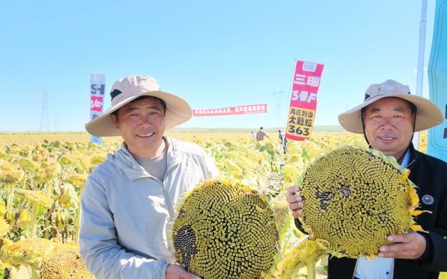 三瑞3号F把丰收种进了地里| 固阳现场观摩会圆满结束！